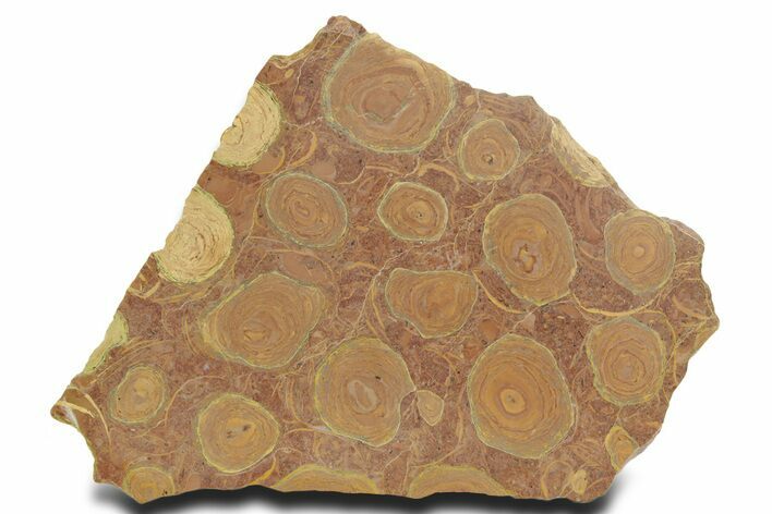 Polished Stromatolite (Jurusania) From Russia - Million Years #363037
